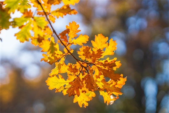 生活不易励志句子