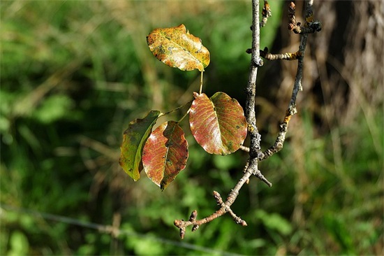 百日宴红包祝福语44句