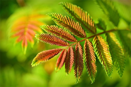 事业成功祝福语 事业成功祝福语四字