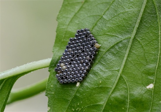 英文抒情句子118句