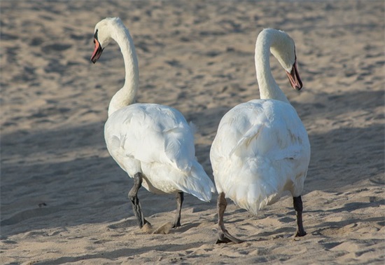 人生敢去尝试句子 人生要敢于尝试的名句