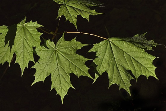 天气衬托心情的文艺句子素材