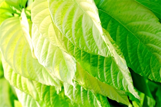 美景的句子 描写家乡美景的句子