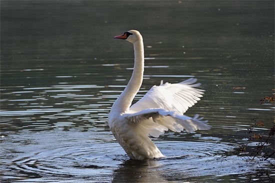美好的一天心情的句子 一天美好的心情的句子