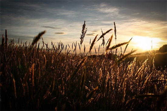 温柔到骨子里的句子 温柔到骨子里的简短句子