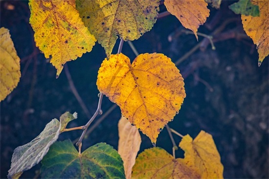 描写雾景的句子 描写雾景的优美句子精选