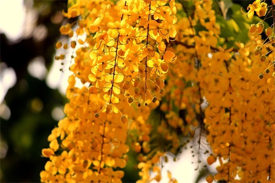 关于中考百日誓师祝福语 中考百日誓师家长寄语500字