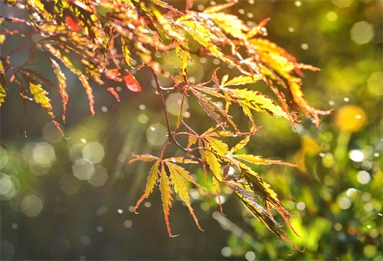 冬至时节祝福文案说说（精选）