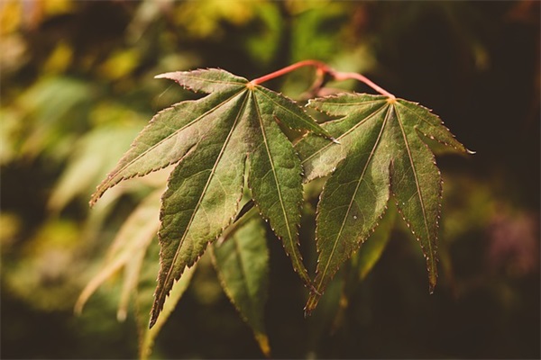 百万英镑读后感