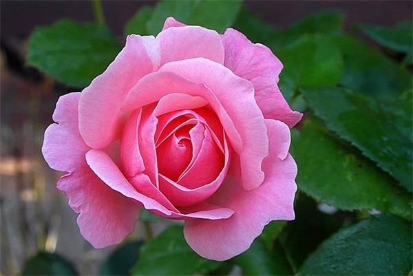 代价观后感