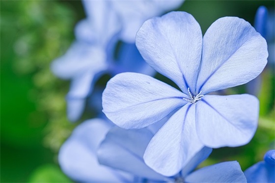教师节关于感恩老师的手抄报内容