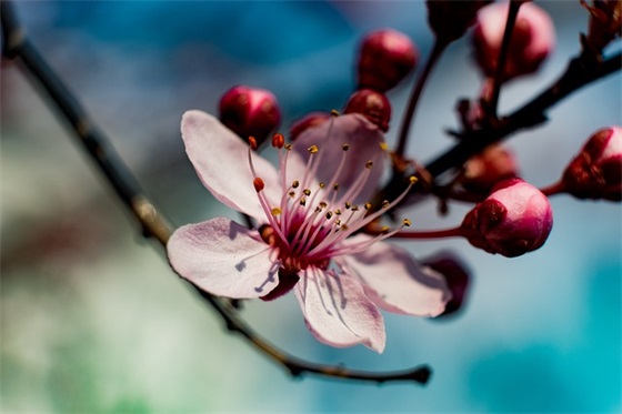 中秋节由来大全
