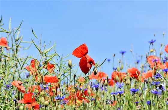 芋头 蒸多久