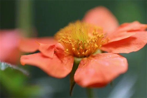 圣诞贺卡祝福语2025年59句