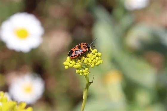 2025年春节祝福语大全简短