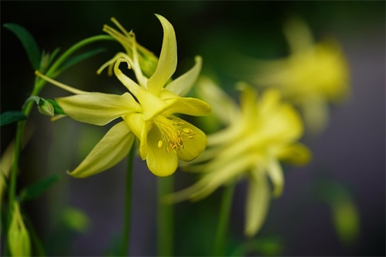 描写平安夜祝福语