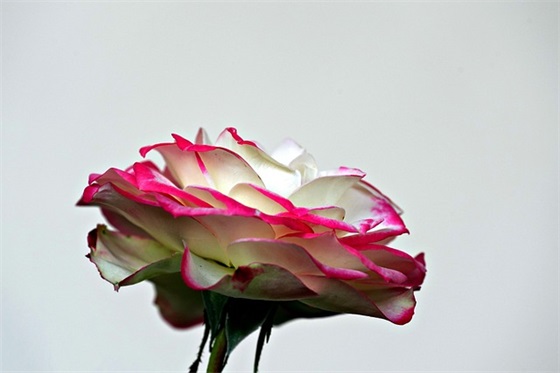 关于感恩节快乐祝福大全