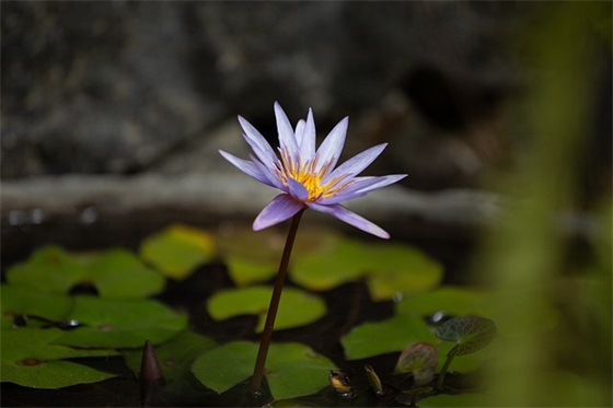 祝贺超市开业祝福语60句