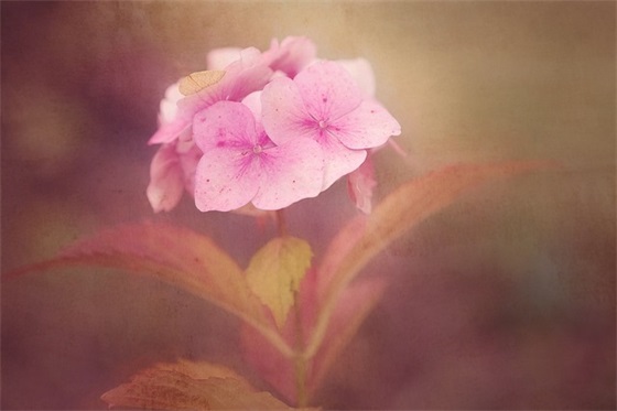 女生20岁生日祝福语59句