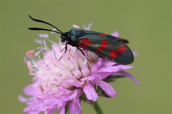 介绍一种事物(精选7篇)
