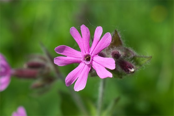 短一点的夸张句大全(精选3篇)