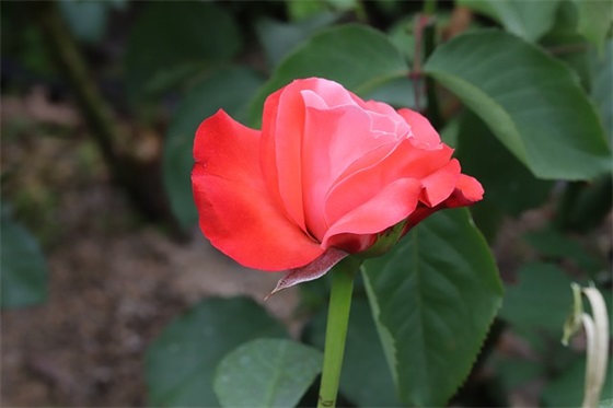 关于《滚蛋吧 肿瘤君》影评(精选3篇)