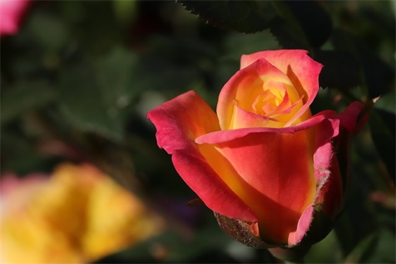 网络个性签名 网络个性签名简短(精选92句)