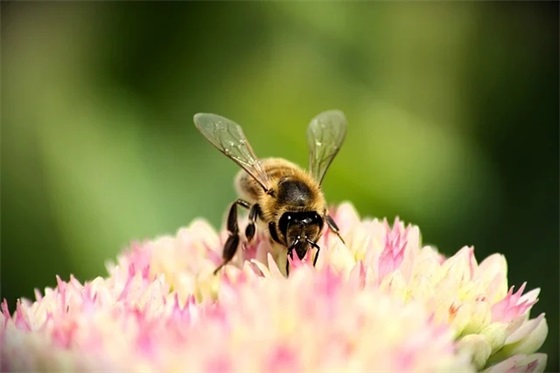 科技养生公司开业致辞(精选3篇)