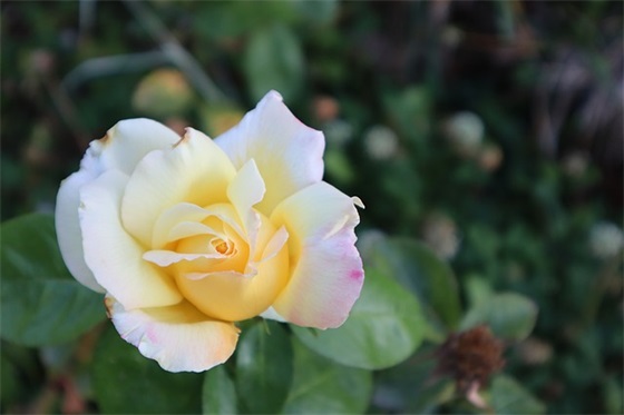 女孩阳光励志座右铭，激励人的短句(精选47句)