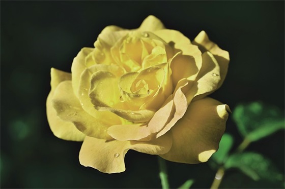 读《凡卡》有感400字