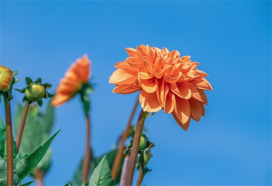 服装专业求职自荐信2024版(精选3篇)