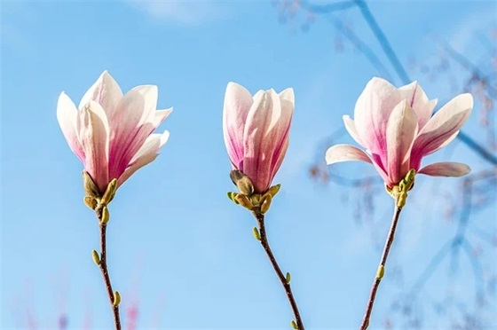 幼师教育格言 幼师教育格言 八个字(精选78句)