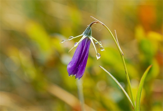 简单又大气的敬酒话 祝酒词大全简单实用(精选59句)