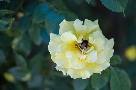 儿童舞蹈比赛主持词开场白(精选3篇)