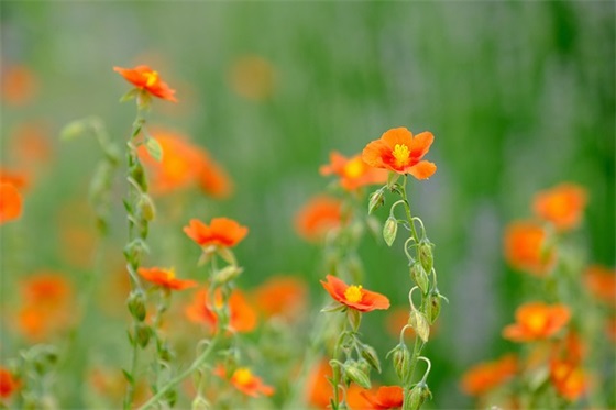 2024国贸专业求职自荐信(精选3篇)