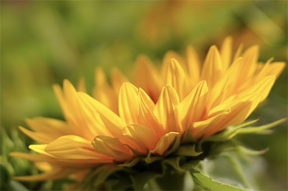 调皮可爱的早安心语(精选53句)