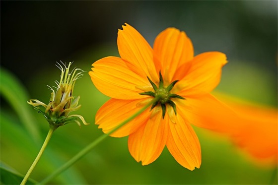 仿写母鸡写一种小动物(精选4篇)