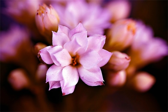 比耳朵仿写(精选18篇)