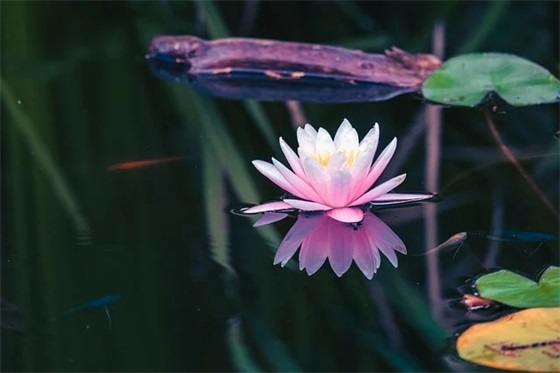 女生个性签名高冷霸气 女生个性签名可爱单纯