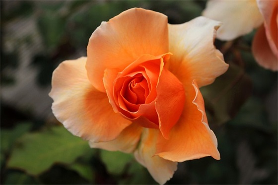 青春和警校有关语录 【警校生的青春语录】