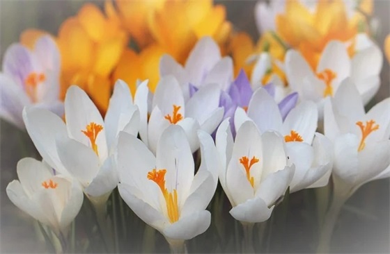 女宝宝起名指南：吉祥富有的女孩名字，愿她一生富贵安康