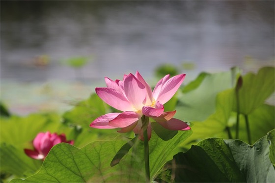 寓意有福气平安的宝宝小名