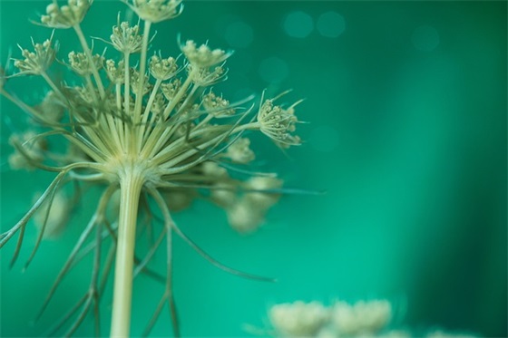 z开头的男生英文名