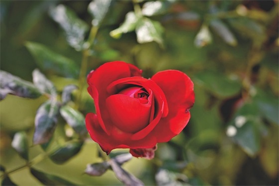 属羊小孩乳名大全男孩