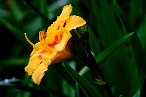 年属鸡女孩取名原则 利于四字成语来取名