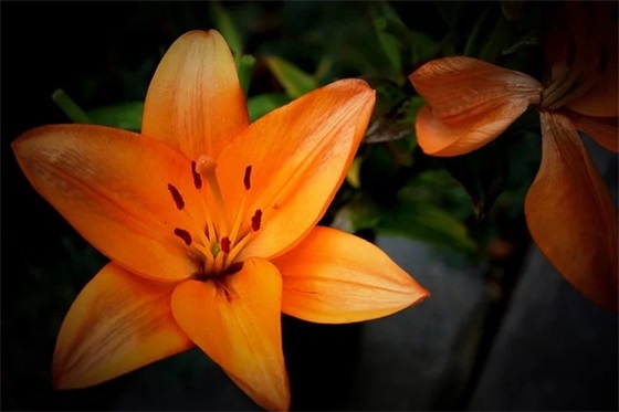 蔓字取名女孩名字寓意 蔓字取名女孩名字大全