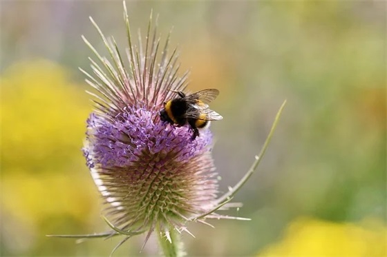 汤姓辈份字,汤姓字谱大全