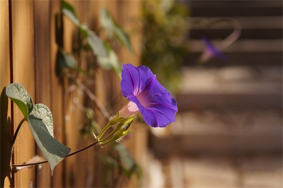 属虎女宝宝取名字（明理、诚信、光彩）