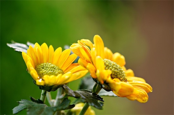 五行属火土的女孩名字大全