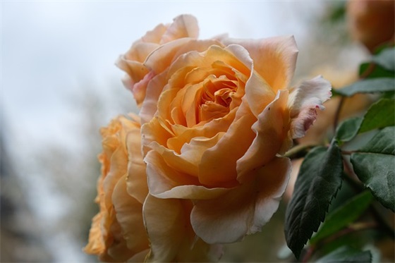 五行属金的字,五行属金的比较旺的字